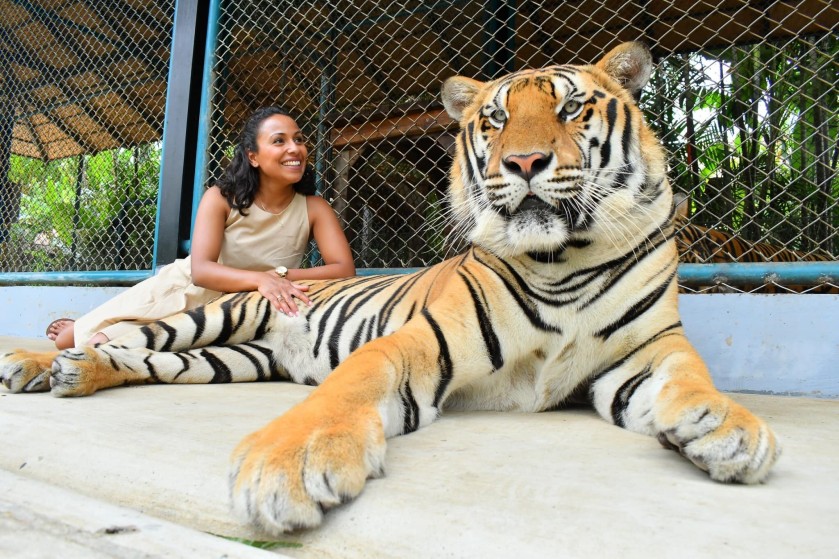 TIGER PARK PATTAYA ( BIG TIGER PHOTO TICKET+PRIVATE PICK UP AND DROP PATTAYA HOTEL)