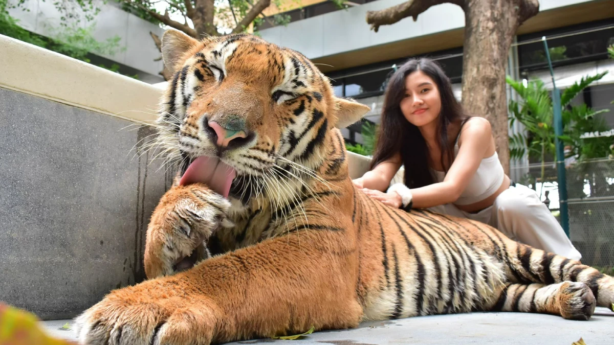 TIGER PARK PATTAYA ( MEDIUM TIGER PHOTO TICKET+PRIVATE PICK UP AND DROP PATTAYA HOTEL)